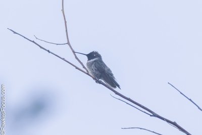 Black-chinned Hummingbird Black-chinned Hummingbird perched on a slender branch amidst an overcast sky, showcasing its distinctive black chin and green plumage in a serene natural setting.