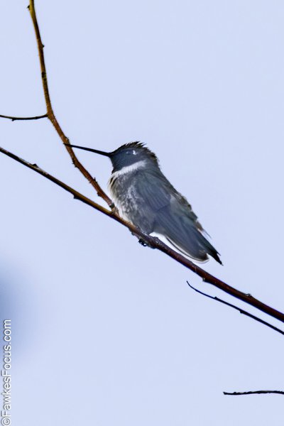 A hummingbird perched on a slender tree branch against a clear blue sky showcasing its delicate feathers and long beak in a serene natural setting.