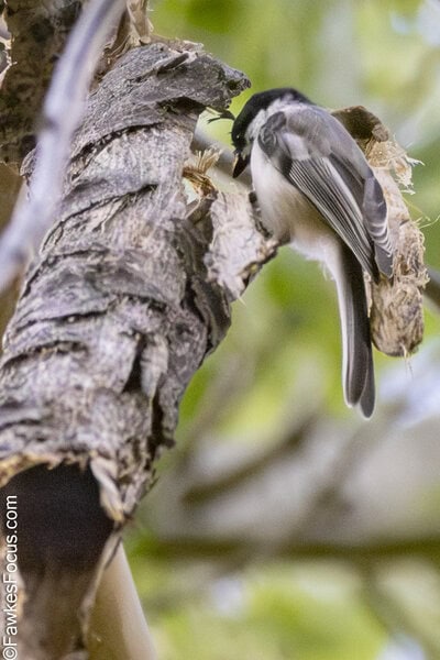 Black-capped Chickadee Black-capped Chickadee perched on a tree branch in a forest setting. The bird's distinct black cap and white cheeks are visible as it explores its natural habitat.