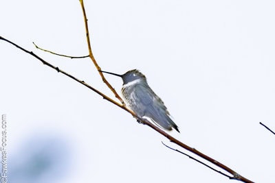 Black-chinned Hummingbird Black-chinned Hummingbird perched on a branch. The small bird, known for its distinctive black chin, is captured in a natural setting, showcasing its elegant features.