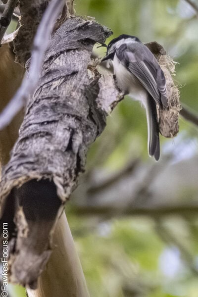 Black-capped Chickadee Black-capped Chickadee perched on a tree branch, showcasing its distinct black cap and white cheeks in a natural habitat, ideal for birdwatching enthusiasts.