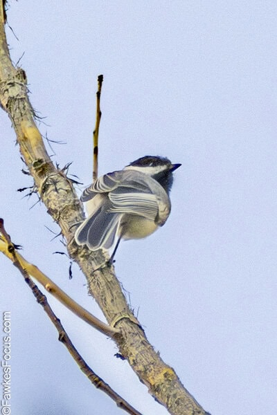 Black-capped Chickadee Black-capped Chickadee perched on a tree branch displaying its distinctive black cap and white cheeks against a clear sky. Perfect for birdwatching enthusiasts and nature lovers.