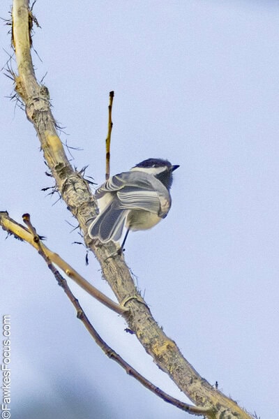 Black-capped Chickadee Black-capped Chickadee perched on a branch against a clear sky showcasing its distinct black cap and white cheeks in a serene natural setting perfect for bird enthusiasts.