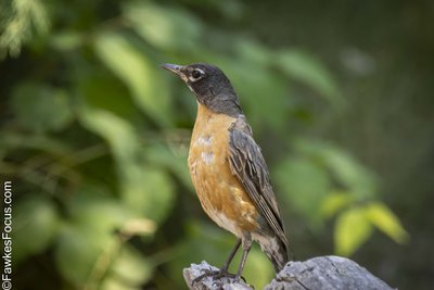 American Robin American Robin perched on a rock in a green forest setting. The vibrant orange chest and gray wings of the American Robin are highlighted against the lush background.