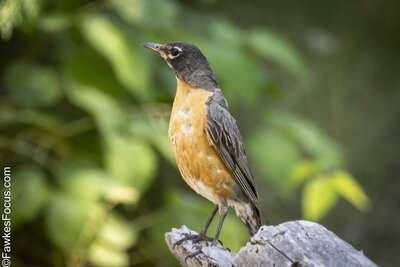 American Robin American Robin perched on a rock in a natural green environment showcasing its orange breast and gray wings perfect example of the beautiful American Robin bird species.