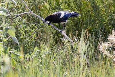 Black-billed Magpie Black-billed Magpie perched on a branch surrounded by green foliage and tall grass in a natural habitat. Ideal representation of Black-billed Magpie in the wild.