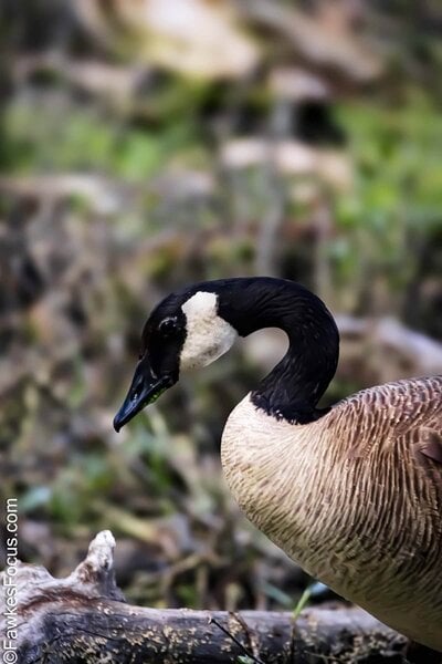 Canada Goose Canada Goose foraging in a lush, natural habitat. The bird's distinctive black neck and white cheeks are visible as it searches among the greenery and fallen branches.