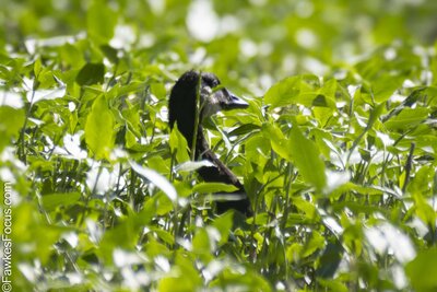Canada Goose Canada Goose hidden among lush green foliage showcasing its natural habitat and blending into the environment. Perfect depiction of wildlife in its serene surroundings.