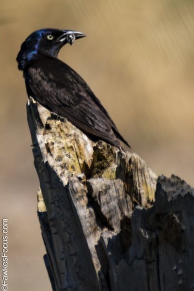 Common Grackle Common Grackle perched on a weathered tree stump displaying its glossy black plumage and vibrant eyes in a natural habitat. Ideal for birdwatching enthusiasts.