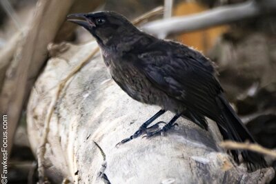 Common Grackle Common Grackle perched on a log displaying its glossy black plumage in a natural habitat. Perfect example of Common Grackle in its environment for bird enthusiasts.