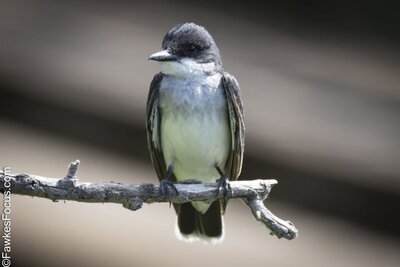 Eastern Kingbird Eastern Kingbird perched on a branch displaying its striking black and white plumage against a blurred background ideal for birdwatching and nature enthusiasts.