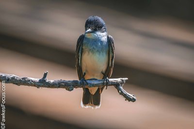 Eastern Kingbird Eastern Kingbird perched on branch in natural habitat backlit by warm evening light showcasing its striking plumage perfect example of Eastern Kingbird in the wild.