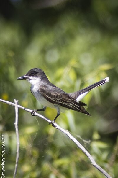 Eastern Kingbird Eastern Kingbird perched on a branch in a natural setting. The bird showcases its distinctive black and white plumage against a blurred green background.
