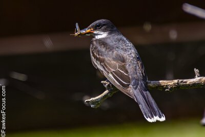 Eastern Kingbird Eastern Kingbird perched on branch with insect in beak showcasing its hunting skills in natural habitat. Perfect example of Eastern Kingbird feeding behavior.