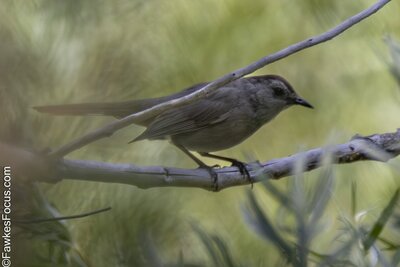Gray Catbird Gray Catbird perched on a branch amidst lush green leaves. This Gray Catbird is known for its distinctive calls and sleek gray plumage in natural habitat.