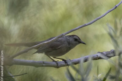 Gray Catbird Gray Catbird perched on a branch surrounded by lush greenery. This bird, known for its slate-gray plumage, is a common sight in North American gardens and woodlands.