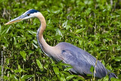 Great Blue Heron A majestic Great Blue Heron stands gracefully among lush green foliage in a natural habitat. The Great Blue Heron is known for its striking plumage and elegant posture.