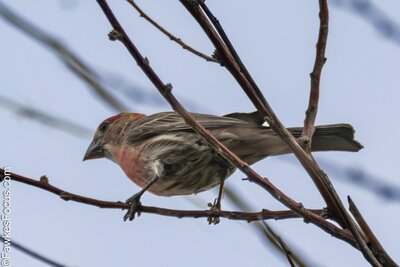 House Finch House Finch perched on bare branch against a clear sky highlighting its vibrant plumage. Perfect setting for bird watching and nature enthusiasts focused on House Finch identification.