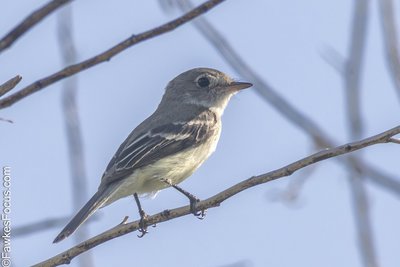 Least Flycatcher Least Flycatcher perched on a bare branch with a clear sky backdrop highlighting its distinct markings and small size perfect for birdwatchers and nature enthusiasts