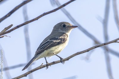 Least Flycatcher Least Flycatcher perched on a branch against clear sky showcasing its distinct gray and white feathers. Ideal for birdwatching and ornithology enthusiasts seeking insights.