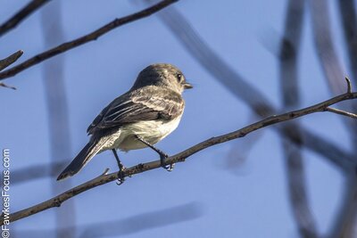 Least Flycatcher Least Flycatcher perched on a branch against a clear blue sky. This small bird is known for its distinctive call and habitats in North American woodlands during migration.