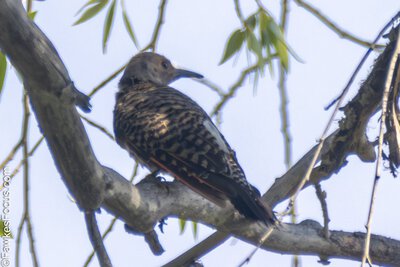 Northern Flicker Northern Flicker perched on a tree branch against a clear sky. The bird's distinctive markings and natural habitat are highlighted in this nature scene.