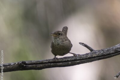 Northern House Wren Northern House Wren perched on a branch showcasing its natural habitat with a blurred green background. Perfect for bird enthusiasts and nature photographers.