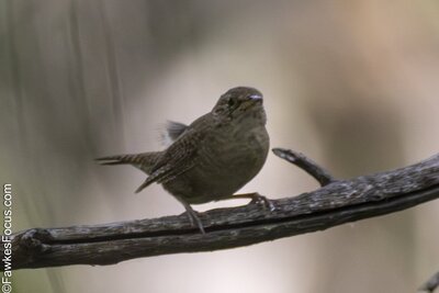 Northern House Wren Northern House Wren perched on a branch in natural habitat displaying its distinctive brown plumage and compact shape ideal for birdwatching and wildlife photography.