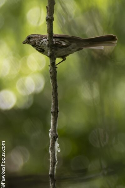 Song Sparrow Song Sparrow perched on a slender branch in a lush, green forest setting, showcasing its delicate features and blending seamlessly with its natural habitat. Ideal for birdwatching.