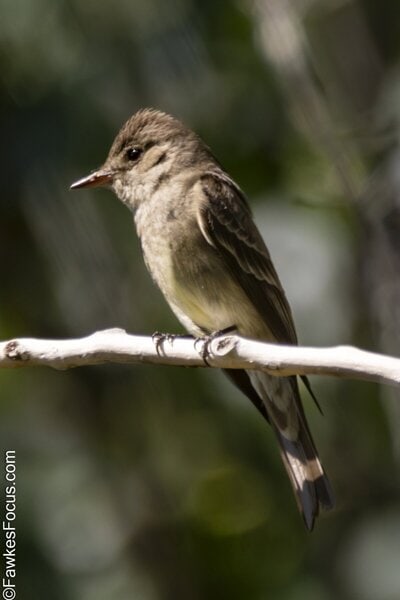 Western Wood-Pewee Western Wood-Pewee perched on a branch showcasing its distinctive plumage and small size in a natural habitat ideal for bird enthusiasts and wildlife photographers.