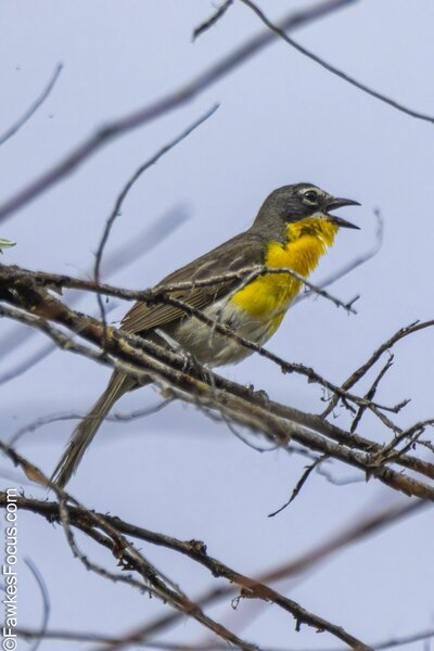 Yellow-breasted Chat Yellow-breasted Chat perched on a branch against a clear sky showcasing its vibrant yellow chest and distinct songbird features ideal for birdwatching enthusiasts.