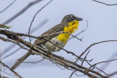 Yellow-breasted Chat Yellow-breasted Chat perched on tree branch with vivid yellow chest visible against a clear sky. This bird species is known for its distinct call and bright plumage.