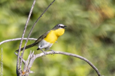 Yellow-breasted Chat Yellow-breasted Chat perched on a branch in lush greenery showcasing its vibrant plumage and distinctive features against a natural blurred background.