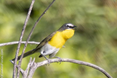 Yellow-breasted Chat Yellow-breasted Chat perched on a branch in a natural setting with bright yellow chest and green blurred background highlighting the beauty of this songbird species.