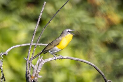 Yellow-breasted Chat Yellow-breasted Chat perched on a branch in a lush green forest displaying its vibrant yellow chest. Ideal habitat for birdwatchers and nature enthusiasts.