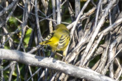 Yellow Warbler A Yellow Warbler perched on a branch amidst dense twigs and green leaves showcasing its vibrant plumage in a natural habitat perfect for birdwatching enthusiasts.