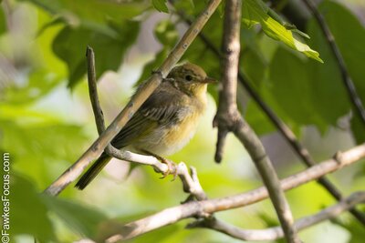 Yellow Warbler Yellow Warbler perched on a branch in a lush green forest setting. This small songbird showcases its bright plumage, blending harmoniously with the natural surroundings.