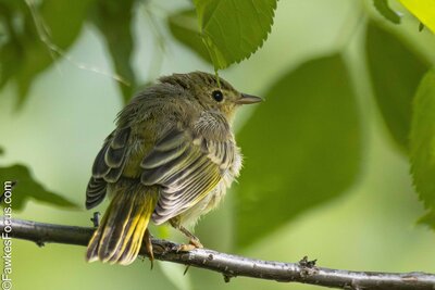 Yellow Warbler Young Yellow Warbler perched on a branch surrounded by green leaves. The vibrant plumage and serene setting highlight the natural beauty of this small songbird.