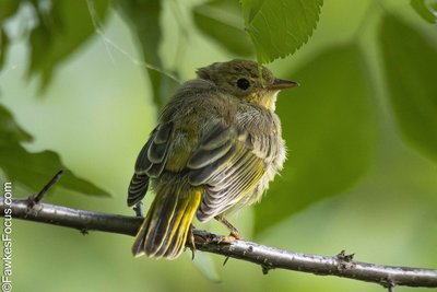 Yellow Warbler Yellow Warbler perched on a branch surrounded by lush green leaves. This vibrant songbird showcases its distinctive yellow plumage and slender build in the natural habitat.