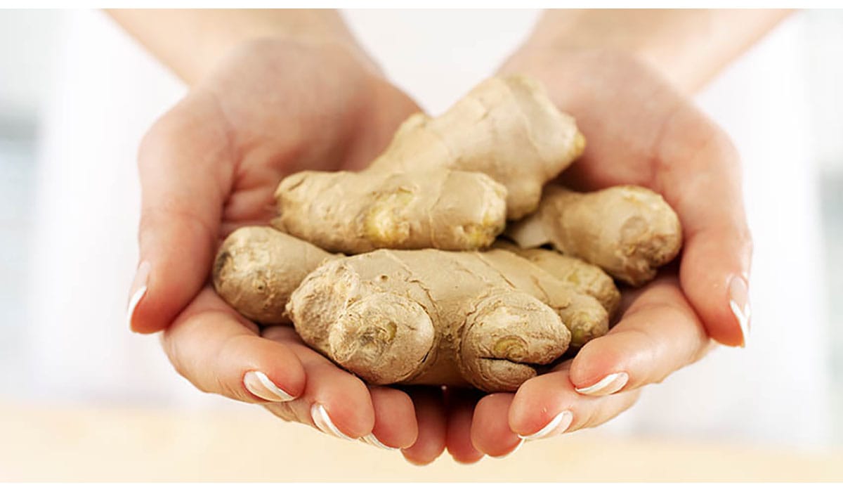 Ginger Root In Hands Gatewayextension
