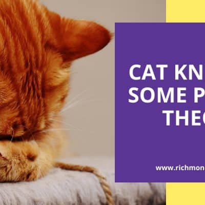 cat kneading some popular theories