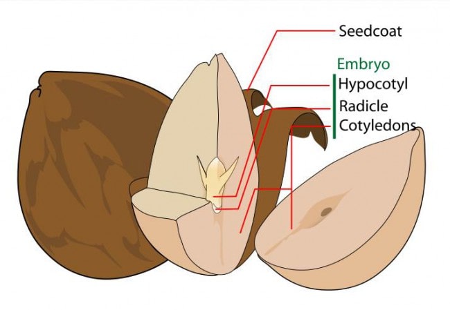 seed coat