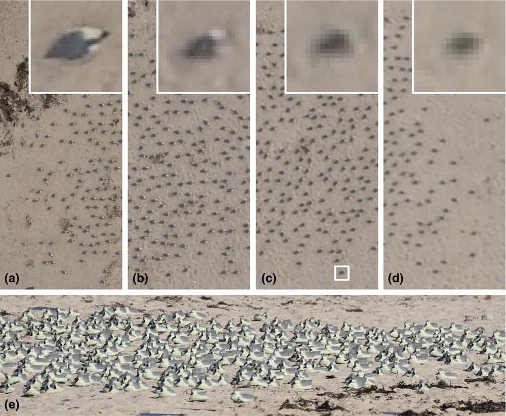 Aerial vantage of a replica seabird colony compared with the ground counter's viewpoint. Source: Hodgson et al., 2018.