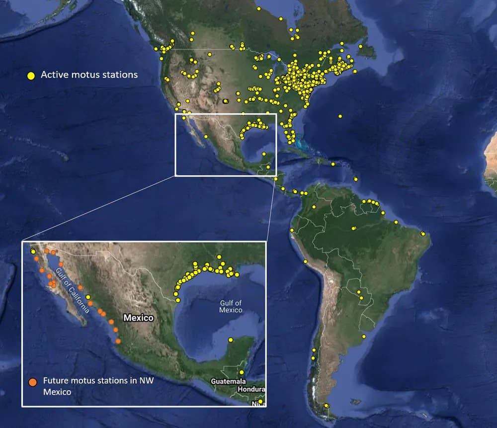 There are currently few Motus stations in Mexico, leading to a large information gap. Julián García Walther, CC BY-ND.