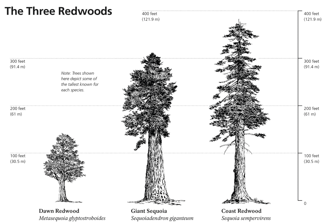 Height comparison between the Dawn Redwood, Giant Sequoia, and the Coast Redwood. Graph: NPS, public domain.