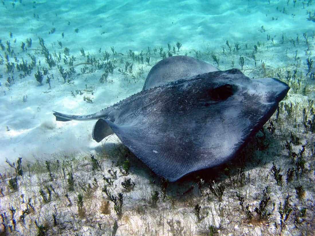 Southern stingray (Dasyatis americana), U.S. Virgin Islands, St. Croix. Photo: NOAA CCMA Biogeography Team, public domain.