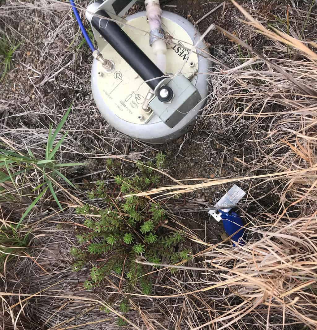 A WEST Systems fluxmeter (chamber at top) measures carbon dioxide emissions on the soil surface near an individual 'ihi makole (Portulaca sclerocarpa) surrounded by invasive grass species in Hawaii. Photo: Stephanie Yelenik, USGS. Public domain.