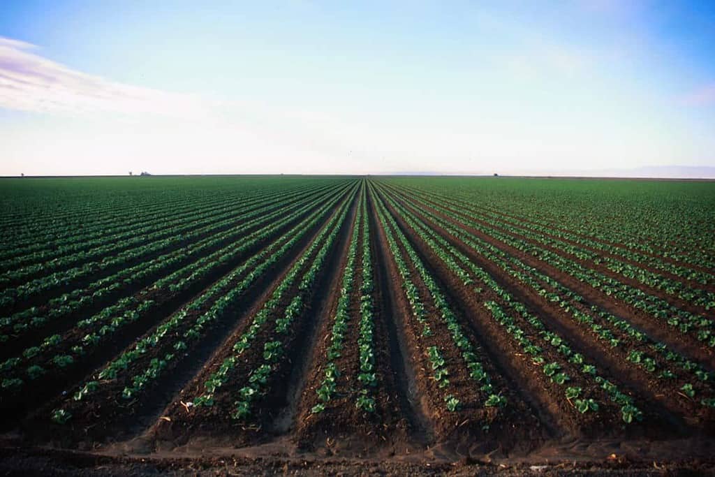 Photo of a field in California growing rows of crops.