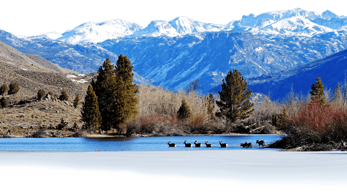 Mule deer migrate across the half-frozen Fremont Lake, which the Wyoming Unit identified as the top threat to the longest-known migration in the United States. Photo: Mark Thonhoff, Bureau of Land Management, public domain.