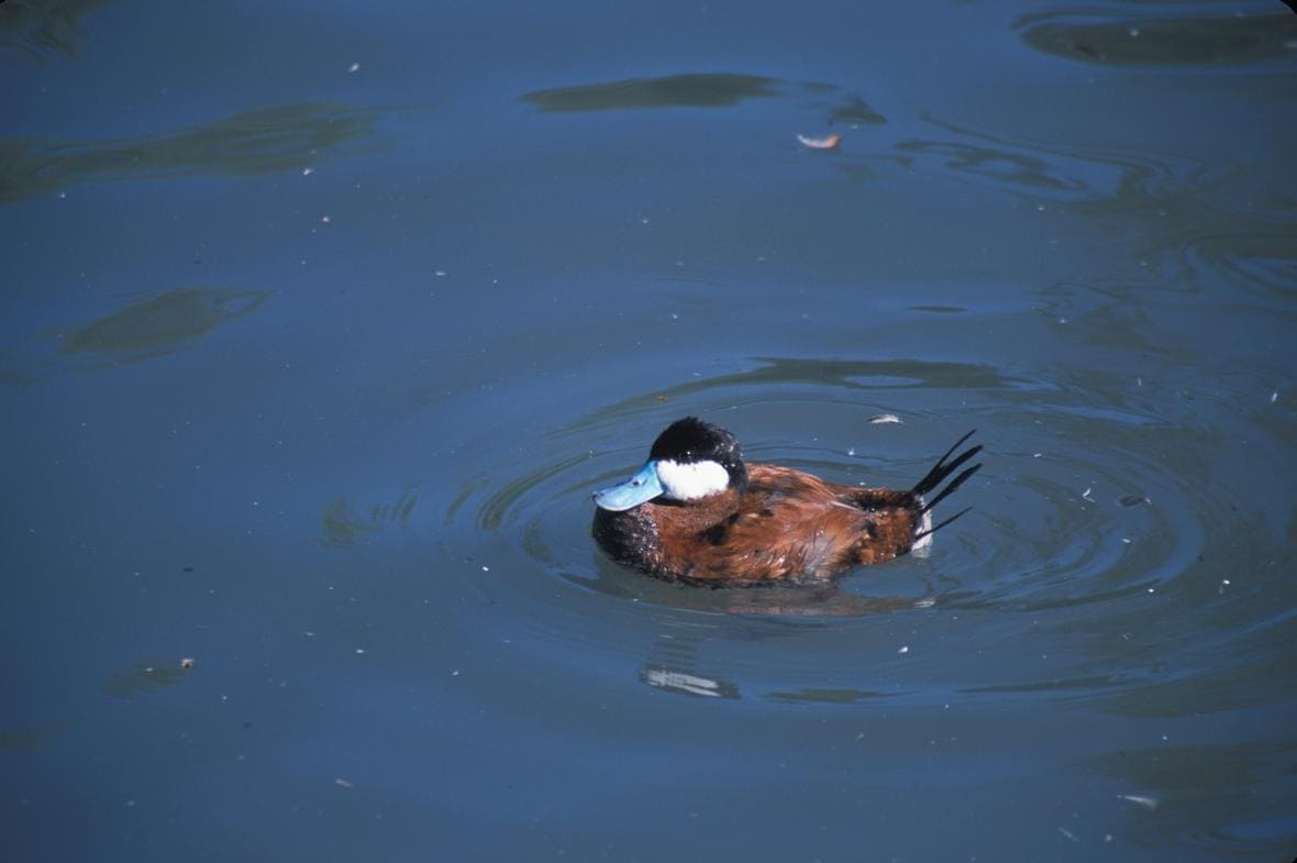 Male ruddy duck swimming in water. Photo: John J. Mosesso, USGS. Public domain, Illinois, JULY 1, 2003.